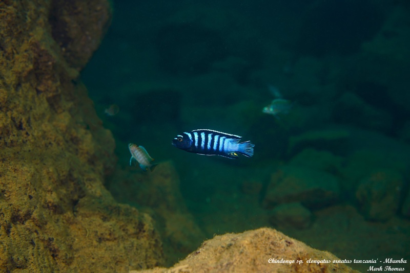 Chindongo sp. 'elongatus ornatus tanzania' Luhuchi Rocks